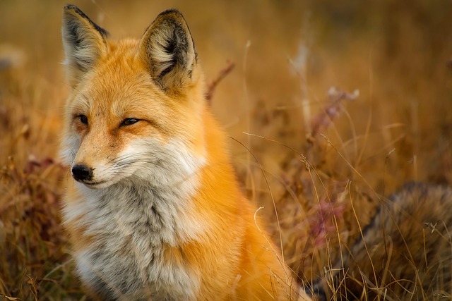 portrét lišky